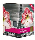 Amaryllis in Geschenkbox im Netto mit dem Scottie Prospekt Amaryllis in Geschenkbox im aktuellen Netto mit dem Scottie Prospekt für 2,99 €
