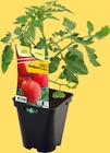 Promo Plants potagers à 2,98 € dans le catalogue Carrefour à Livry-Gargan