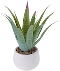 Kunstpflanze Aloe Vera im Angebot bei dm-drogerie markt in Moers Kunstpflanze Aloe Vera Angebote von BOLTZE bei dm-drogerie markt Moers für 9,95 €