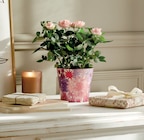 Rosier pot 13 cm dans un cache pot en promo chez Intermarché Super Rosier pot 13 cm dans un cache pot dans le catalogue Intermarché Super