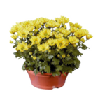 Chrysanthemenchale  im aktuellen Lidl Prospekt für 3,49 €