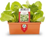 Kopfsalat im Angebot bei Netto Marken-Discount in Bottrop Kopfsalat Angebote bei Netto Marken-Discount Bottrop für 1,99 €