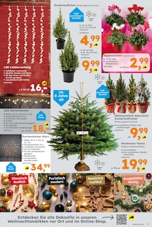 Tannenbaum im Globus-Baumarkt Prospekt "Immer eine Idee besser" mit 20 Seiten (Mannheim)