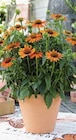 Sonnenhut (echinacea Purpurea) Angebote von Grow by Obi bei OBI Bautzen für 9,99 €