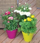 Renoncules - Les Compagnons des saisons à Rennes Renoncules en promo chez Les Compagnons des saisons Rennes à 2,50 €