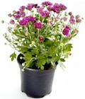 Chrysantheme Patio Mum für 1,29 € bei Thomas Philipps im Angebot Chrysantheme Patio Mum im aktuellen Thomas Philipps Prospekt