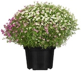 Portulakröschen im Angebot bei REWE in Neuss Portulakröschen Angebote von REWE Beste Wahl bei REWE Neuss für 1,79 €