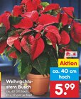 Weihnachtsstern Busch Angebote bei Netto Marken-Discount Pforzheim für 5,99 €