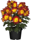Globus-Baumarkt Waghäusel - Chrysanthemen Angebot im Prospekt Chrysanthemen bei Globus-Baumarkt im Waghäusel Prospekt für 2,99 €