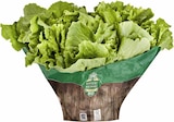 EDEKA - Endivien Angebot im Prospekt Endivien bei EDEKA im Prospekt "" für 2,49 €