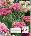 Fetthenne Angebote bei Garten-Center Nordharz GmbH & Co. KG Hildesheim für 6,99 €