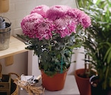 Chrysanthème grosse fleur pot 17 cm unicolore dans le catalogue Intermarché Super