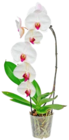 Orchidee Cascade bei Kaufland im Königsbrunn Prospekt für 7,99 €