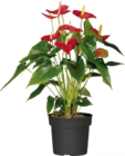 Aktuelles Flamingoblume Angebot bei Globus-Baumarkt in Mannheim ab 9,99 €