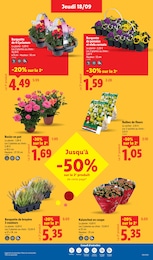 Offre Rosier dans le catalogue Lidl du moment à la page 31