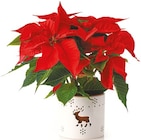 Netto mit dem Scottie Schönberg - Weihnachtsstern in Windlicht Keramik Angebot im Prospekt Weihnachtsstern in Windlicht Keramik bei Netto mit dem Scottie im Schönberg Prospekt für 4,99 €