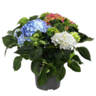 Tricolor-Hortensie XL im Angebot bei ALDI SÜD in Villingen-Schwenningen Tricolor-Hortensie XL Angebote von GÄRTNERS SCHÄTZE bei ALDI SÜD Villingen-Schwenningen für 12,99 €