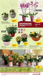 Topfrosen Angebot & Preis im aktuellen toom Baumarkt Prospekt Topfrosen Angebot im aktuellen toom Baumarkt Prospekt auf Seite 5