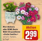 Mini-Blühmix oder REWE Beste Wahl Chrysantheme »Sixtie Familie« im Angebot bei REWE in Osnabrück Mini-Blühmix oder REWE Beste Wahl Chrysantheme »Sixtie Familie« Angebote bei REWE Osnabrück für 2,99 €