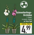 Schmetterlings-Orchidee im EDEKA Prospekt Schmetterlings-Orchidee im aktuellen EDEKA Prospekt für 4,99 €