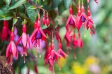 Fuchsia à Gamm vert dans Armentières-en-Brie