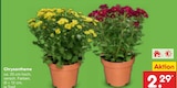 Chrysantheme im Angebot bei Netto Marken-Discount in Neumünster Chrysantheme Angebote bei Netto Marken-Discount Neumünster für 2,29 €
