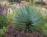 Yucca Rostrata à Carrefour dans Longues-sur-Mer