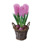 Jacinthes en corbeille en promo chez Lidl Jacinthes en corbeille dans le catalogue Lidl