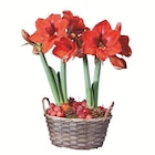 Amaryllis im Korb im aktuellen Lidl Prospekt