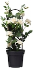 Aktuelle Blumentopf Angebote bei Rusta in Essen Aktuelles Sommerpflanzen im Topf Angebot bei Rusta in Essen ab 7,45 €