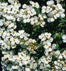 Promo Plantes vivaces à 2,59 € dans le catalogue Super U à Limoges