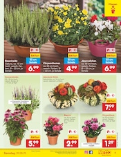 Blumen im Netto Marken-Discount Prospekt in Mainz Aktueller Netto Marken-Discount Prospekt mit Blumen, "Aktuelle Angebote", Seite 7