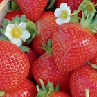 Aktuelles Bio-Erdbeeren 11-cm-Topf Angebot bei toom Baumarkt in Freiburg (Breisgau) ab 2,99 €