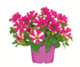 toom Baumarkt Kassel - Sommerblumen-Farbmix Angebot im Prospekt Sommerblumen-Farbmix bei toom Baumarkt im Kassel Prospekt für 2,99 €