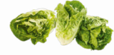 Aktuelle Salat Angebote bei Netto Marken-Discount in Duisburg Aktuelles Mini-Romanasalat Angebot bei Netto Marken-Discount in Duisburg ab 0,65 €