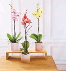 Orchidée 1 Tige XL - Super U à Noisy-le-Grand Orchidée 1 Tige XL en promo chez Super U Noisy-le-Grand à 10,99 €