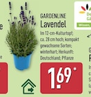 Aktuelles Lavendel Angebot bei ALDI Nord in Essen ab 1,69 €