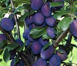 Bio-Pflaumenbäume im Angebot bei OBI in Siegburg Bio-Pflaumenbäume Angebote von GROW by OBI bei OBI Siegburg für 26,99 €