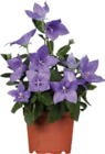 Aktuelle Pflanzen Angebote bei Globus-Baumarkt in Trier Aktuelles Großblütige Ballonblume Angebot bei Globus-Baumarkt in Trier ab 2,99 €