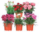 Gartennelke, Dianthus caryophyllus  im aktuellen Netto Marken-Discount Prospekt für 24,99 €