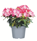toom Baumarkt Wolfsburg - Rhododendron „XL“ Angebot im Prospekt Rhododendron „XL“ bei toom Baumarkt im Wolfsburg Prospekt für 14,99 €