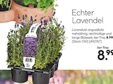 Aktuelles Echter Lavendel Angebot bei BayWa Bau- und Gartenmärkte in Nürnberg ab 8,99 €