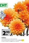 Dahlien im Hagebaumarkt Prospekt Dahlien von im aktuellen Hagebaumarkt Prospekt für 2,99 €