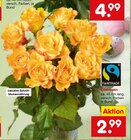 Netto Marken-Discount - Edelrosen Angebot im Prospekt Edelrosen bei Netto Marken-Discount im Prospekt "" für 2,99 €