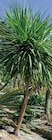 Super U Lyon - Promo Cordyline australis ou red star Promo Cordyline australis ou red star à 7,99 € dans le catalogue Super U à Lyon