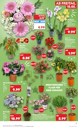 Geranie Angebot & Preis im aktuellen Kaufland Prospekt Geranie Angebot im aktuellen Kaufland Prospekt auf Seite 12