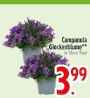 Campanula 'Glockenblume' im EDEKA Prospekt Campanula 'Glockenblume' im aktuellen EDEKA Prospekt für 3,99 €