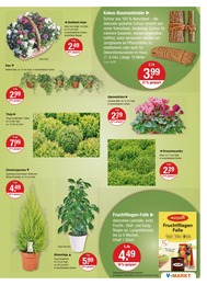 V-Markt Blumen im Prospekt V-Markt Blumen im Prospekt
