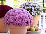 Hagebaumarkt Breddin - Chrysantheme Angebot im Prospekt Chrysantheme bei Hagebaumarkt im Breddin Prospekt für 2,49 €