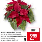 Weihnachtssterne Angebote bei Marktkauf Friedrichshafen für 2,99 €